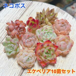 エケベリア 10苗セット 多肉植物