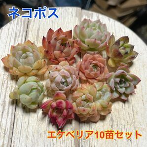 エケベリア　10苗セット 多肉植物　ネコポス