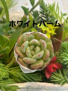 ホワイトパーム（真ん中のエケベリア）　多肉植物寄せ植えセット　詰め合わせ　多肉弁当　ちまちま寄せ　初心者　多肉ライフ　 韓国苗