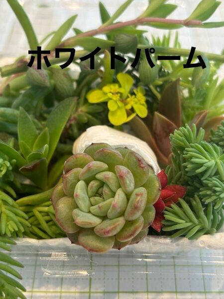 ホワイトパーム（真ん中のエケベリア）　多肉植物寄せ植えセット　詰め合わせ　多肉弁当　ちまちま寄せ　初心者　多肉ライフ　 韓国苗