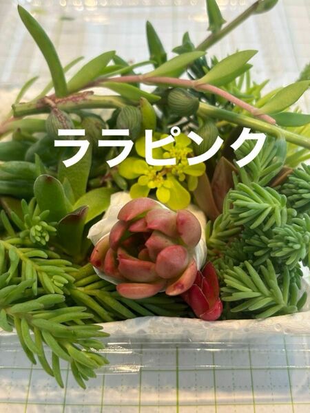 ララピンク（真ん中のエケベリア）　多肉植物寄せ植えセット　詰め合わせ　多肉弁当　ちまちま寄せ　初心者　多肉ライフ　 園芸