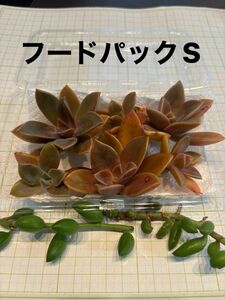 【フードパック中】初恋　アーモンドネックレス　多肉植物寄せ植えセット　詰め合わせ　多肉弁当　ちまちま寄せ　初心者　多肉ライフ　