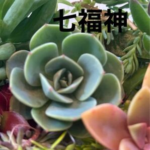 七福神（真ん中のエケベリア）　多肉植物寄せ植えセット　詰め合わせ　多肉弁当　ちまちま寄せ　初心者　多肉ライフ　カット苗 エケベリア