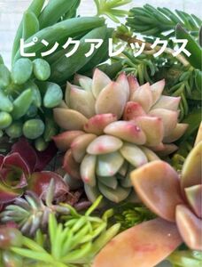 ピンクアレックス　Pink Alex多頭（真ん中のエケベリア）　多肉植物寄せ植えセット　詰め合わせ　多肉弁当　初心者　多肉ライフ　