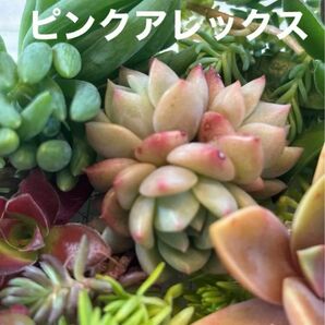 ピンクアレックス（真ん中のエケベリア）　多肉植物寄せ植えセット　詰め合わせ　多肉弁当　ちまちま寄せ　初心者　多肉ライフ　