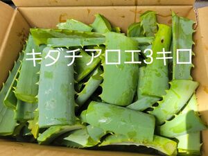 無農薬　キダチアロエ　3キロ　切葉