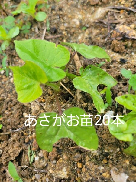 あさがお　苗　20本