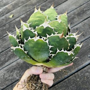 * special selection * extra-large ball stock agave chitanotaFO076 [ search titanota agaveo terrorism i a little over . succulent plant parent stock ..yabanotaAgave