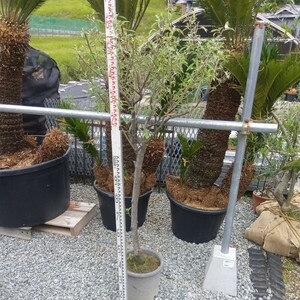 アキグミ（苗木）庭木鉢植え 古典植物 オリ-ブの木