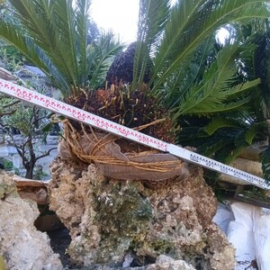 ( selling up ) cycad large stock 6ps.@..( stone ash rock service attaching ) resort garden tree potted plant Nankoku garden tree cycad 