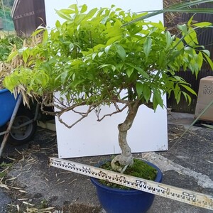サツマサッコウフジ（古木）庭木鉢植え盆栽