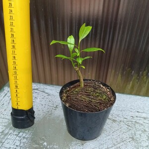 ケルベラ鉢植え 植物 多肉植物