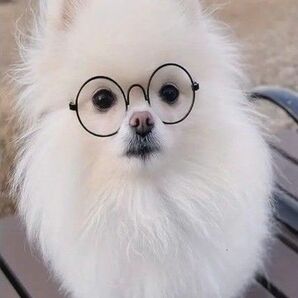 新品ダイヤモンドアート20×30 可愛い子犬　メガネのポメラニアン　愛犬　白い犬　ワンちゃん　作成キット