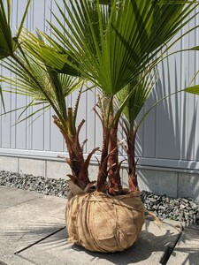 Washington palm Washington cocos nucifera вид .. из природа прорастание АО 