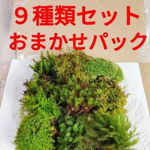 苔リウム　９種類　苔　盆栽　カエル飼育　パルダリウム　ビバリウム　アクアリウム