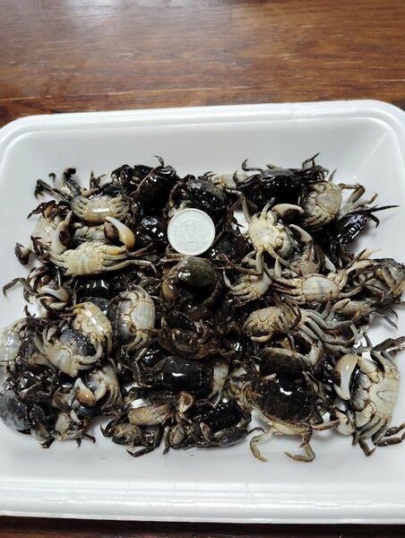 釣り餌　黒鯛落とし込み前打ち用冷凍塩漬けカニ100匹