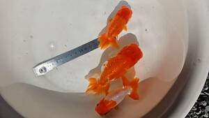  golgfish Uno group goldfish Uno group golgfish 6 number 4 -years old male 3 pcs 