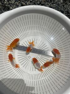  golgfish Uno group goldfish Uno group golgfish 5 number opening 2 -years old 6 pcs 