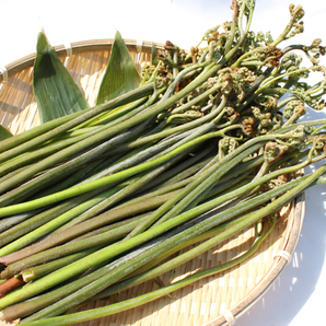 【取れたて新鮮】新潟県産 天然わらび 1ｋｇ　/山菜 木灰付き⑥