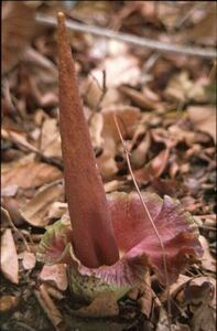 レア！ Amorphophallus johnsonii アモルフォファルス ジョンソニー ■ コンニャク サトイモ科 モンステラ フィロデンドロン