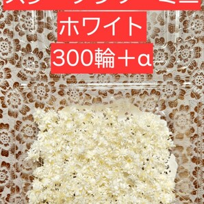 〇送料無料〇スターフラワーミニ ホワイト 白 300輪＋α 大地農園 花材 ハーバリウムボールペン レジン ハンドメイド プリザーブドフラワー