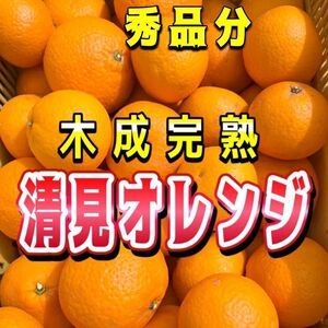 清見オレンジ　【低農薬】木なり完熟　秀品分　1キロ　別格で甘い