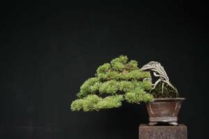 [ bonsai Fujiwara ]. leaf pine 