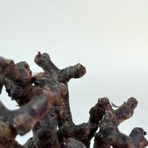 27 Pelargonium mirabile / ペラルゴニウム ミラビレ [検索] パキポディウム グラキリス オペルクリカリア パキプス ピグマエア トリステ_画像3