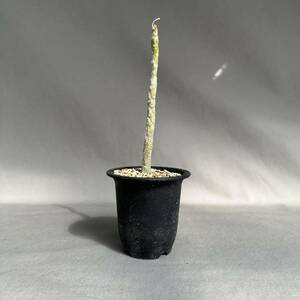 1 Dorstenia gypsophila / dollar stereo ni scad pso filler departure root control middle [ search ]gla drill spakipsgi gas Rav la NEAT u rare Len sis