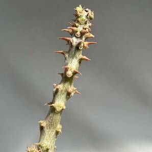 3 Pachypodium baronii var. windsorii / パキポディウム ウィンゾリー [検索] グラキリス オペルクリカリア パキプス マカイエンセ の画像5