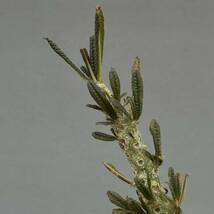 6 Dorstenia gigas f. bullata/ドルステニア ギガス ブラータ 発根管理中 【検】 ギガス ラブラニー ホルウッディ ユーフォルビア _画像5