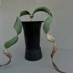 ① Welwitschia mirabilis / ウェルウィチア ミラビリス 奇想天外 [検索] グラキリス パキプス ミラビレ トリステ デセプタ ラフレシア 