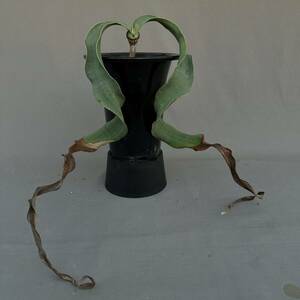 ② Welwitschia mirabilis / ウェルウィチア ミラビリス 奇想天外 [検索] グラキリス パキプス ミラビレ トリステ デセプタ ラフレシア 