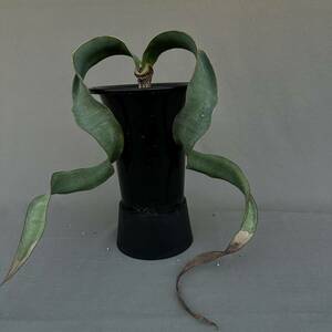④ Welwitschia mirabilis / ウェルウィチア ミラビリス 奇想天外 [検索] グラキリス パキプス ミラビレ トリステ デセプタ ラフレシア 