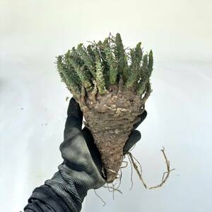 3 Euphorbia decepta / ユーフォルビア デセプタ 緑鬼玉 [検索] フスカ ガムケンシス バリオラ ホープタウンエンシス タコもの グラキリス