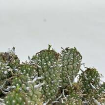 18 Euphorbia rudis / ユーフォルビア ルディス 仏掌閣 [検索] フスカ ガムケンシス バリオラ ホープタウンエンシス タコもの グラキリス_画像4