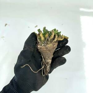 27 Euphorbia gatbergensis / ユーフォルビア ガトベルゲンシス 鷲卵丸 [検索] フスカ ガムケンシス バリオラ ホープタウンエンシス