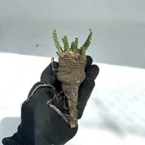 29 Euphorbia gatbergensis / ユーフォルビア ガトベルゲンシス 鷲卵丸 [検索] フスカ ガムケンシス バリオラ ホープタウンエンシス