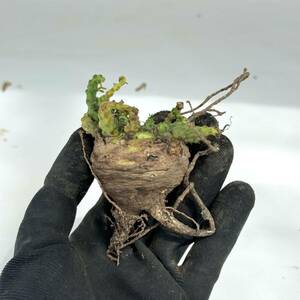 33 Euphorbia gatbergensis / ユーフォルビア ガトベルゲンシス 鷲卵丸 [検索] フスカ ガムケンシス バリオラ ホープタウンエンシス