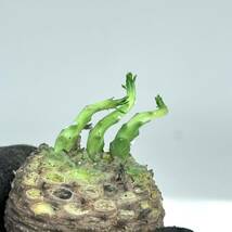 39 Euphorbia gatbergensis / ユーフォルビア ガトベルゲンシス 鷲卵丸 [検索] フスカ ガムケンシス バリオラ ホープタウンエンシス_画像4