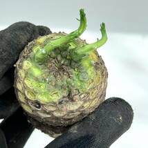 39 Euphorbia gatbergensis / ユーフォルビア ガトベルゲンシス 鷲卵丸 [検索] フスカ ガムケンシス バリオラ ホープタウンエンシス_画像3