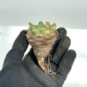 40 Euphorbia gatbergensis / ユーフォルビア ガトベルゲンシス 鷲卵丸 [検索] フスカ ガムケンシス バリオラ ホープタウンエンシス