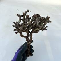 27 Pelargonium mirabile / ペラルゴニウム ミラビレ [検索] パキポディウム グラキリス オペルクリカリア パキプス ピグマエア トリステ_画像1