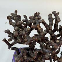27 Pelargonium mirabile / ペラルゴニウム ミラビレ [検索] パキポディウム グラキリス オペルクリカリア パキプス ピグマエア トリステ_画像4