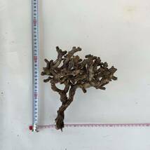 27 Pelargonium mirabile / ペラルゴニウム ミラビレ [検索] パキポディウム グラキリス オペルクリカリア パキプス ピグマエア トリステ_画像7