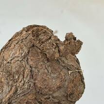 35 Pelargonium triste / ペラルゴニウム トリステ [検索] パキポディウム グラキリス オペルクリカリア パキプス ミラビレ グラキリス_画像5
