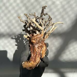 28 Ceraria pygmaea / ケラリア ピグマエア [検索] パキポディウム グラキリス オペルクリカリア パキプス ミラビレ トリステ 万物想