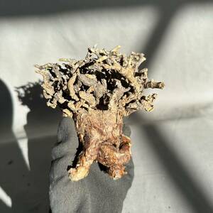 31 Ceraria pygmaea / ケラリア ピグマエア [検索] パキポディウム グラキリス オペルクリカリア パキプス ミラビレ トリステ 万物想