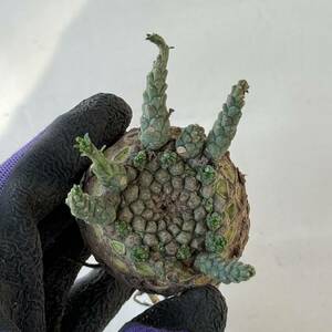 54 Euphorbia gatbergensis / ユーフォルビア ガトベルゲンシス 鷲卵丸 [検索] フスカ ホープタウンエンシス ムルチセプス デセプタ