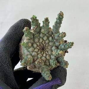 58 Euphorbia gatbergensis / ユーフォルビア ガトベルゲンシス 鷲卵丸 [検索] フスカ ホープタウンエンシス ムルチセプス デセプタ